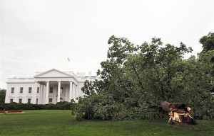 whitehousetree