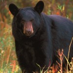 A bear got into our trash.